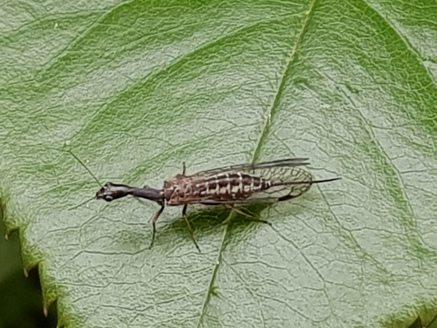 Raphidioptera - Tevenyakú-fátyolkák