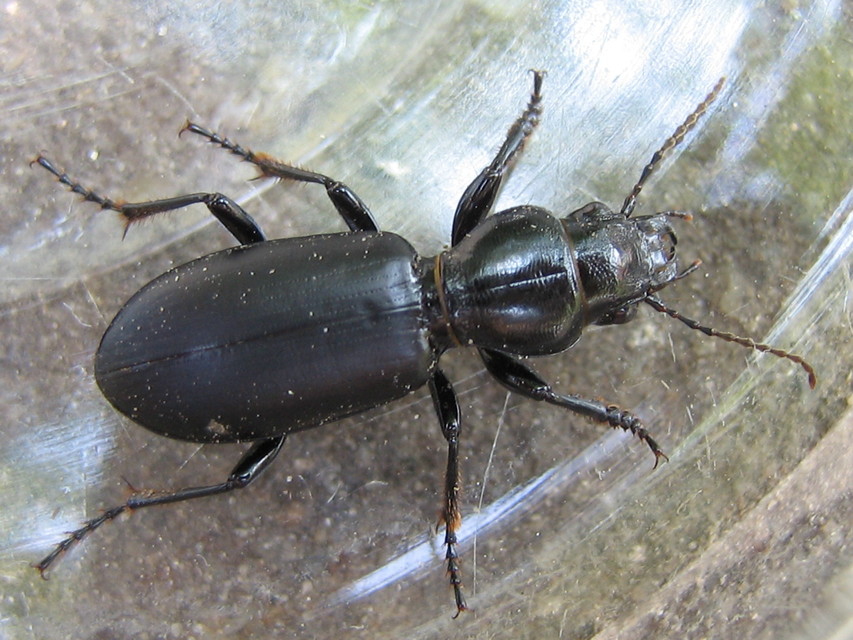 Broscus cephalotes - busafutó