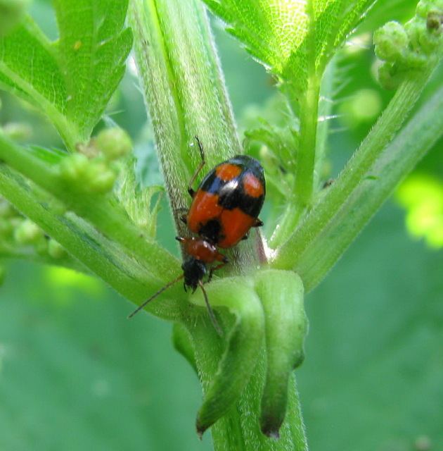 Lebia cruxminor - keresztes cserjefutó