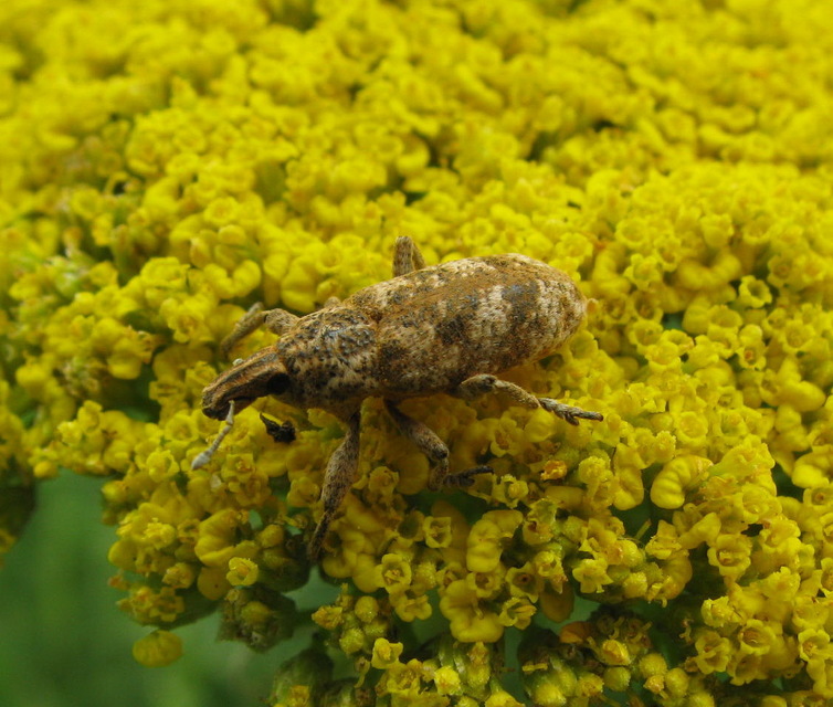 Cyphocleonus dealbatus - márványos barkó