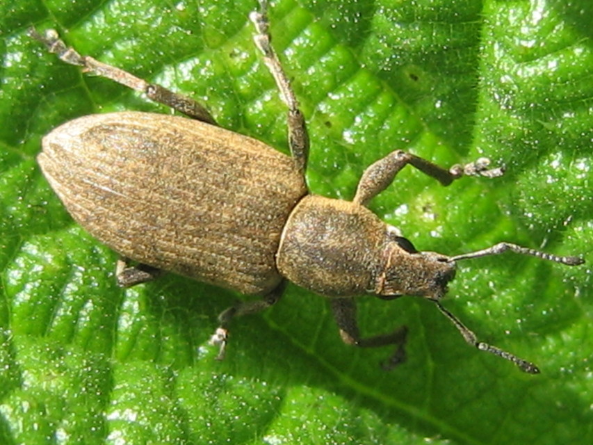 Tanymecus palliatus - közönséges hegyesfarúbarkó