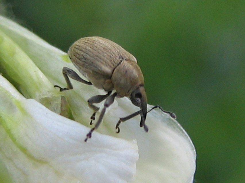 Sibinia pellucens - mécsvirágormányos
