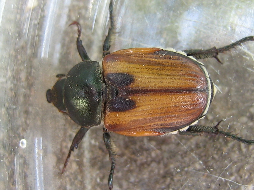 Anisoplia austriaca - osztrák szipoly