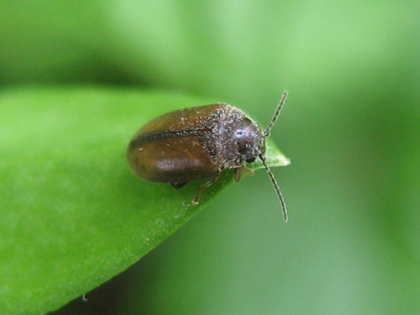 Cyphon