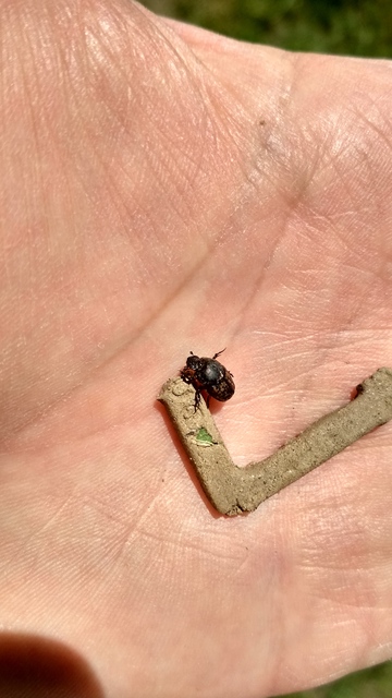 Onthophagus nuchicornis - homoki trágyatúró
