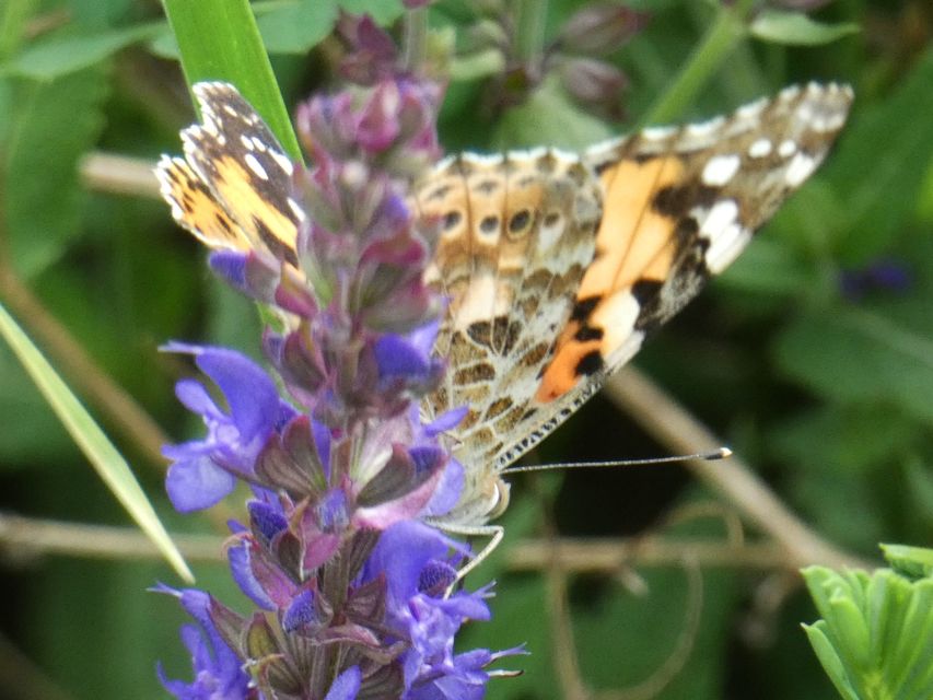 Vanessa cardui - bogáncslepke