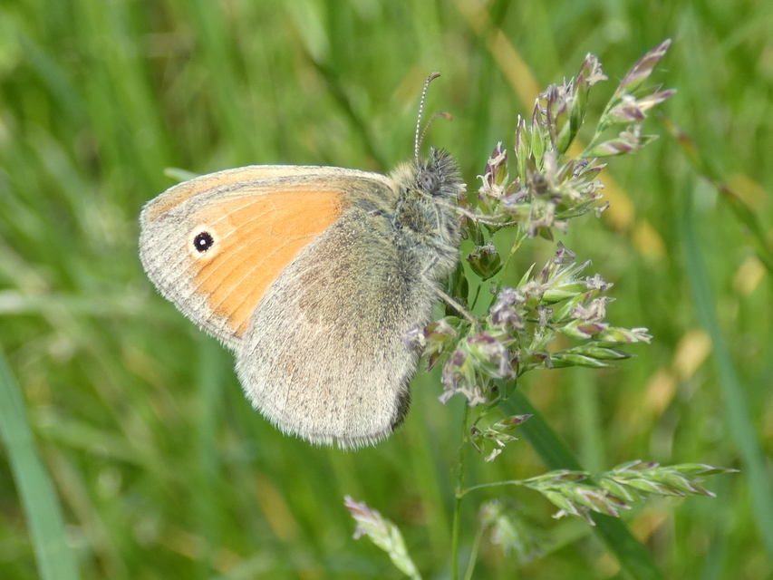 Coenonympha pamphilus - kis szénalepke