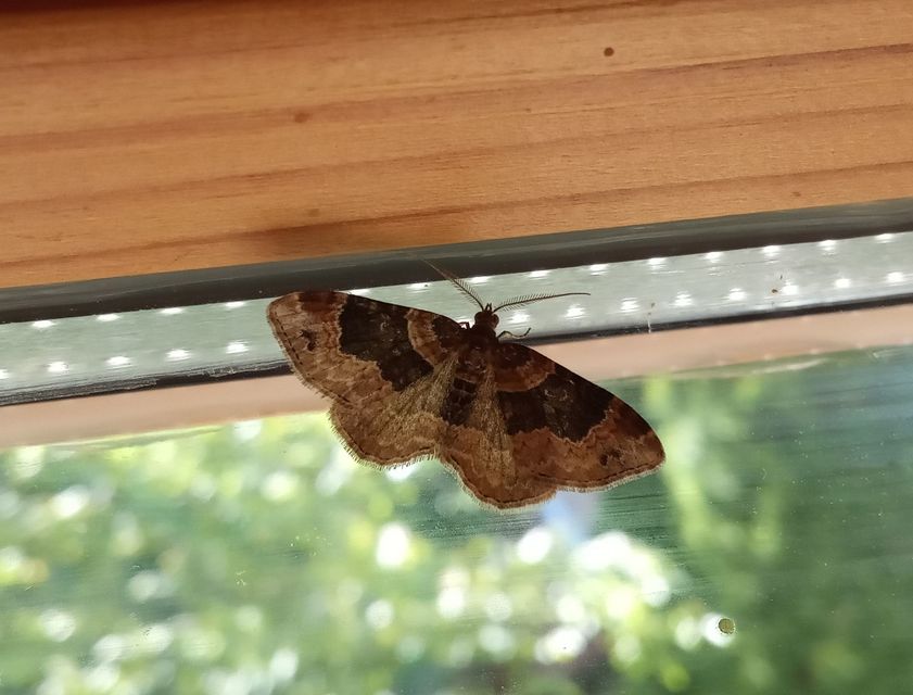 Xanthorhoe ferrugata - kerti tarkaaraszoló