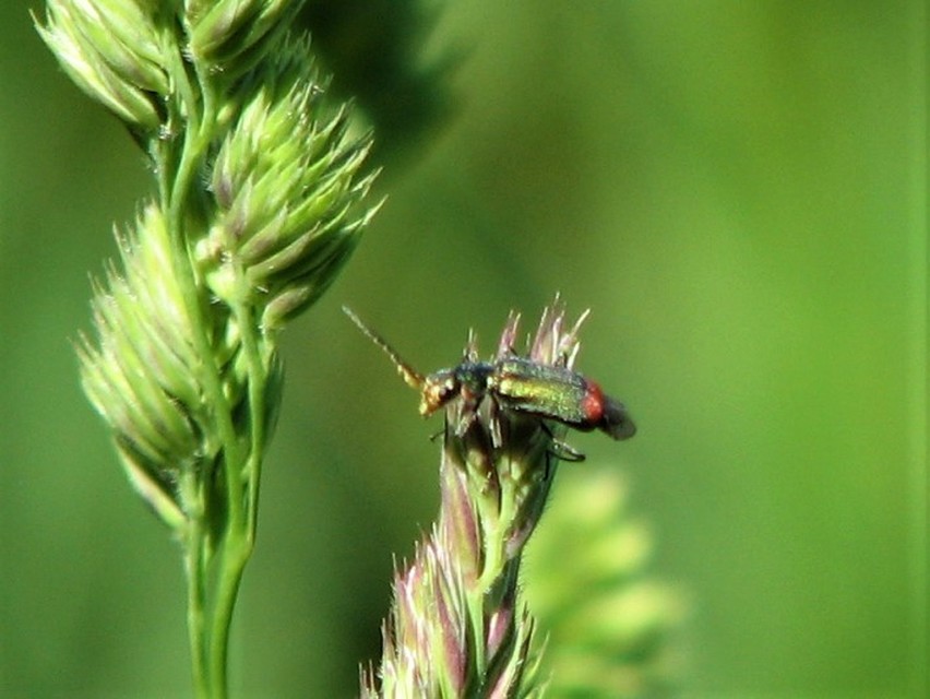 Malachius bipustulatus - kétfoltos bibircsesbogár