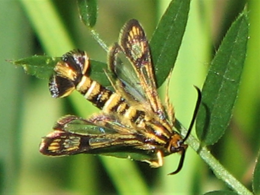 Sesiidae - szitkárfélék