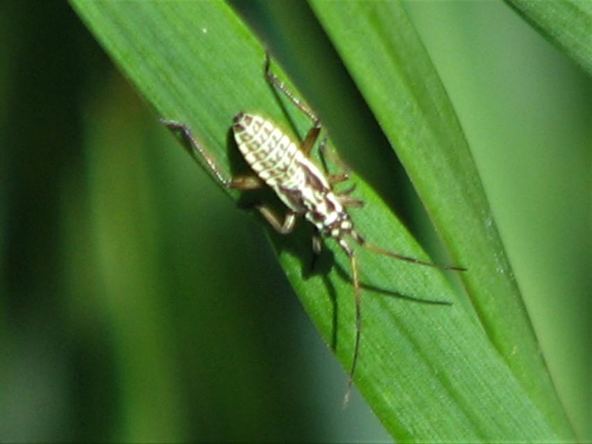 Leptopterna dolabrata - közönséges mezeipoloska