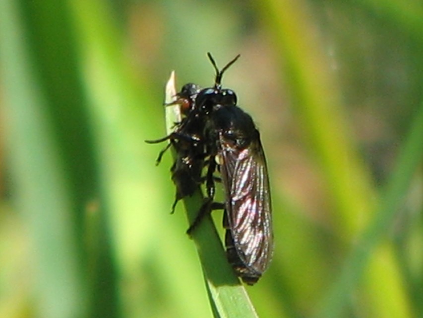 Dioctria atricapilla