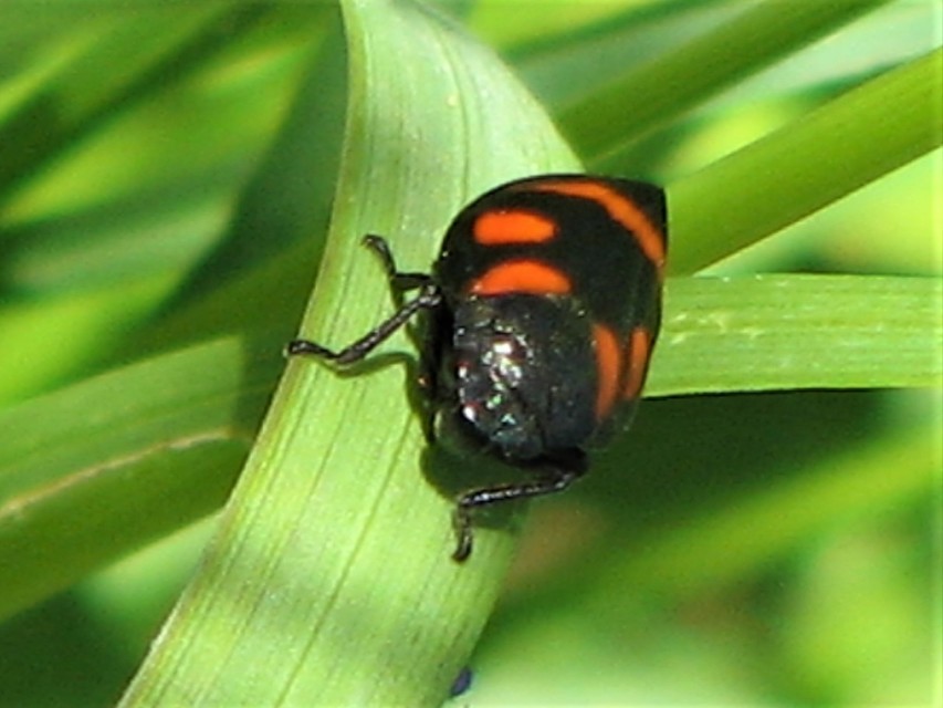 Cercopis arcuata/sanguinolenta