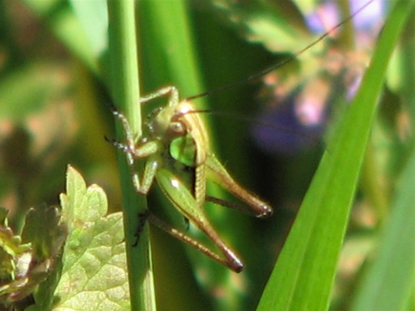Roeseliana roeselii - Rösel-rétiszöcske