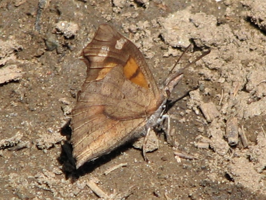 Libythea celtis - csőröslepke