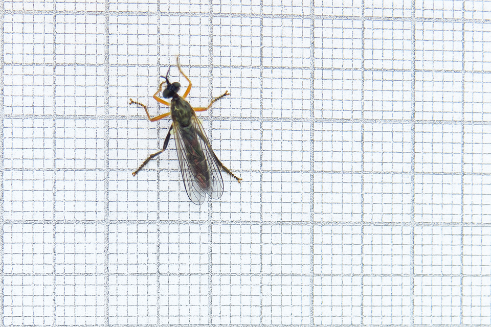 Dioctria rufipes