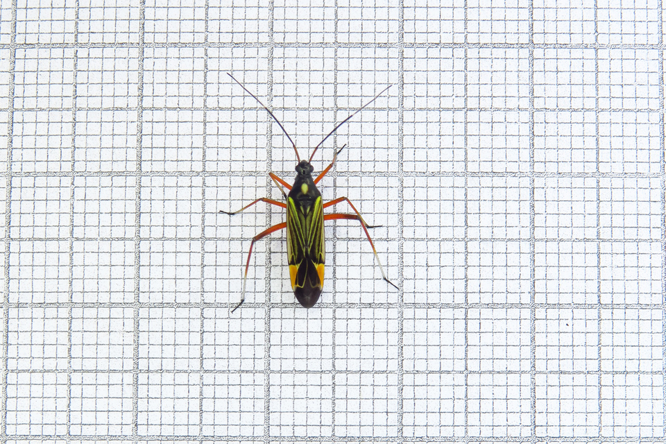 Miris striatus - sávos mezeipoloska