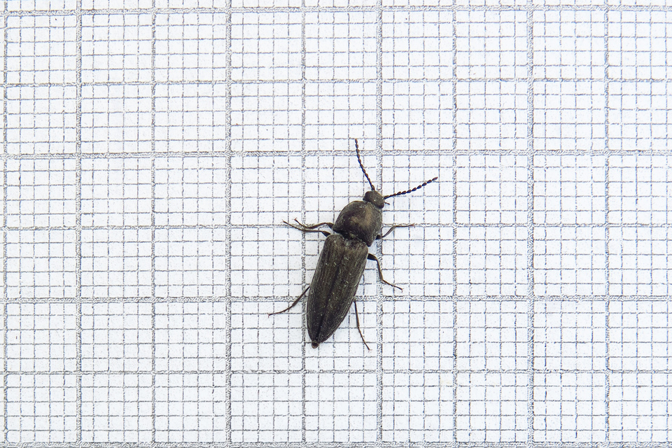 Cidnopus pilosus - szőrös pattanó
