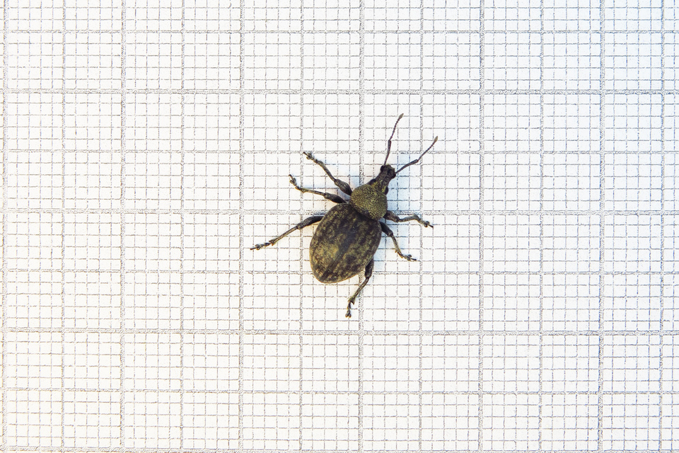 Otiorhynchus ligustici - vincellér-gyalogormányos
