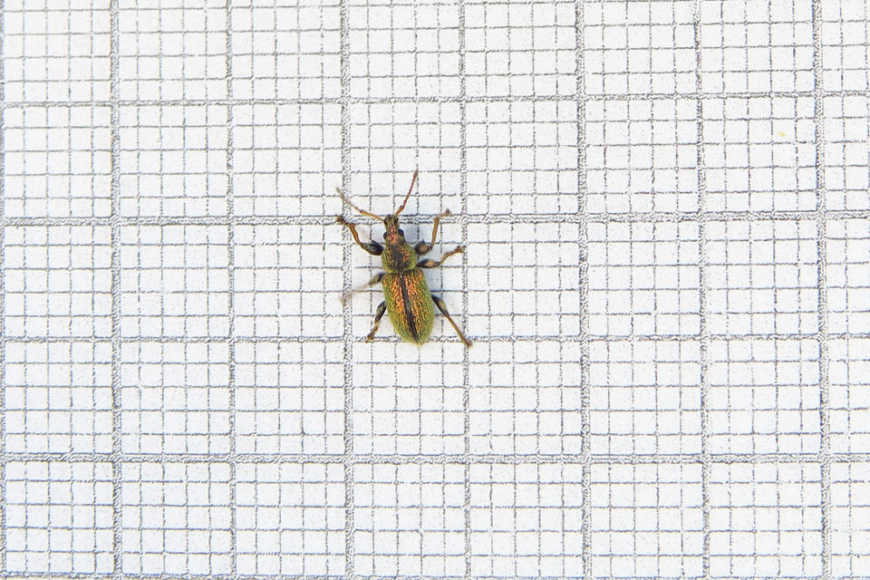 Phyllobius betulinus - változékony levélormányos