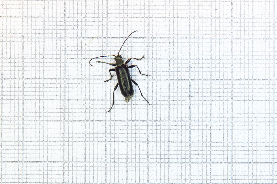 Cortodera humeralis - négyfoltos cserjecincér