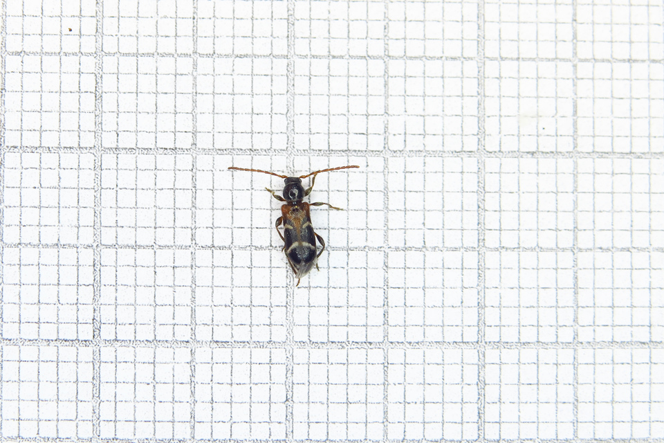 Phymatodes alni - apró háncscincér Phymatodes alni - apró háncscincér