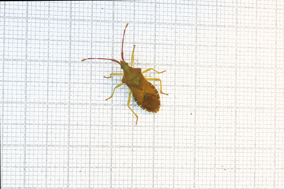 Gonocerus acuteangulatus - aranypetés karimáspoloska
