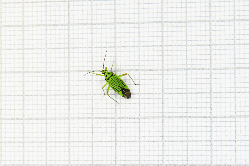 Mermitelocerus schmidtii