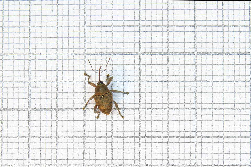 Curculio glandium - tölgymakkzsuzsóka