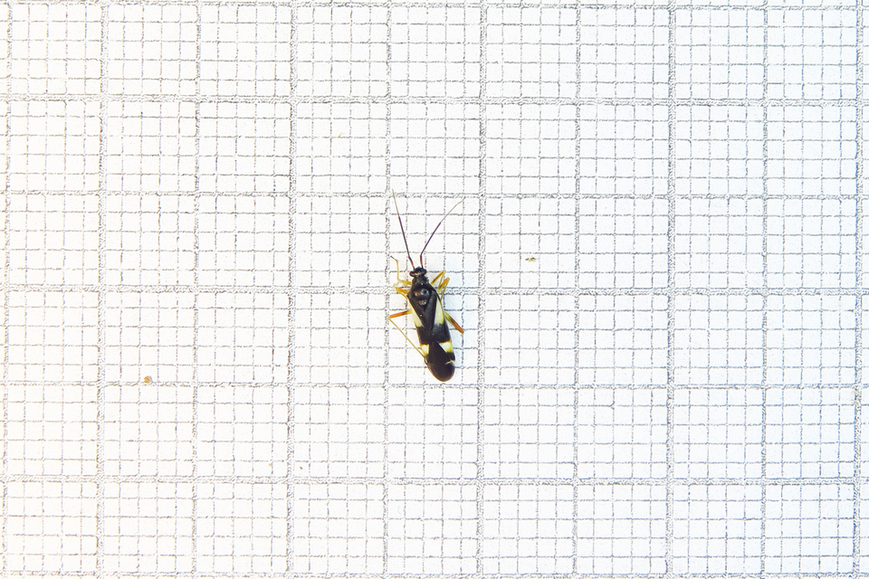 Dryophilocoris flavoquadrimaculatus - sárgafoltos mezeipoloska