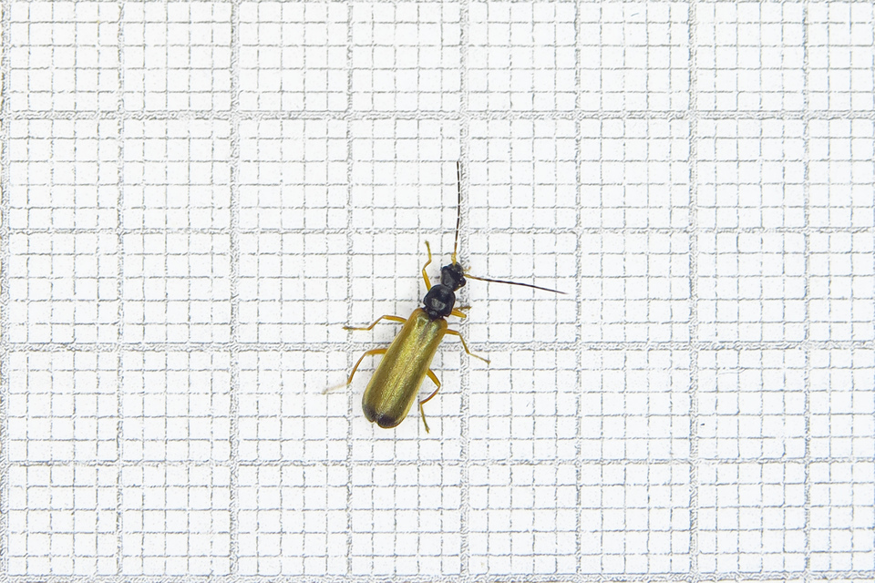 Rhagonycha lignosa - cserjés-lágybogár