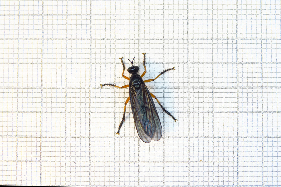 Dioctria oelandica - piroslábú héjalégy