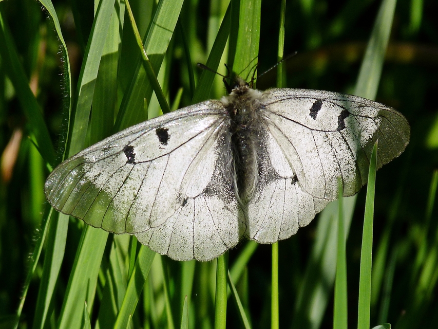 Parnassius mnemosyne - kis apollólepke
