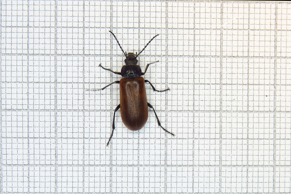 Omophlus proteus - közönséges pejbogár Omophlus proteus - közönséges pejbogár