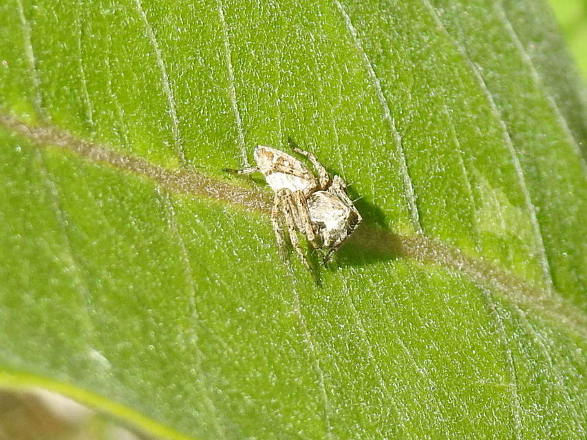 Oxyopes heterophthalmus - homoki hiúzpók