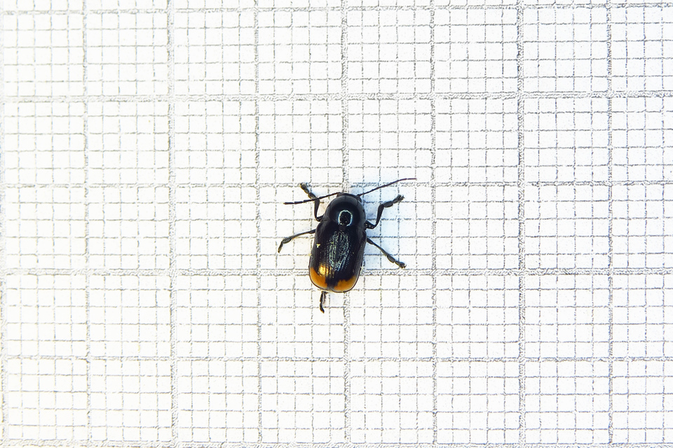 Cryptocephalus biguttatus