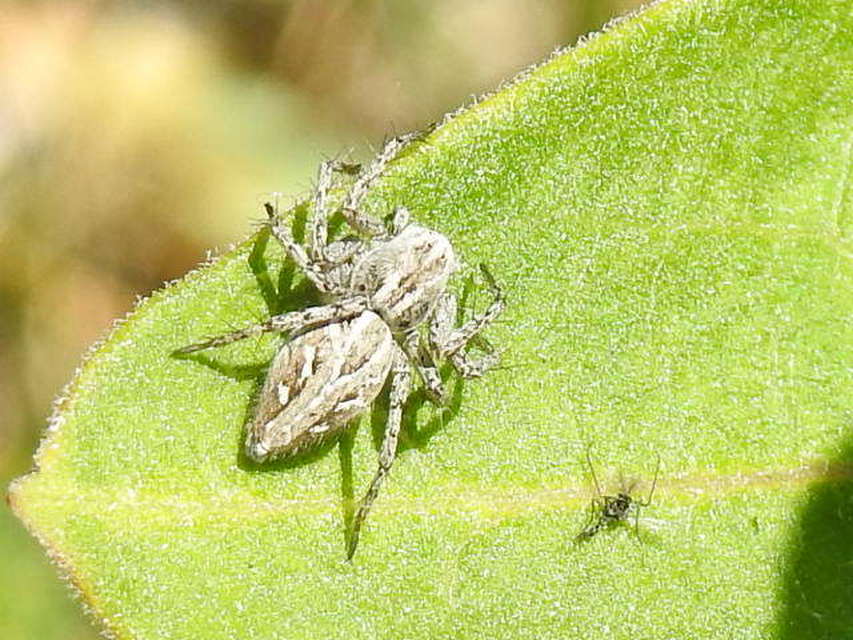 Oxyopes heterophthalmus - homoki hiúzpók