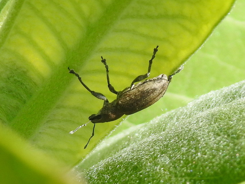 Tanymecus palliatus - közönséges hegyesfarúbarkó