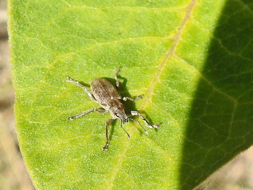 Tanymecus palliatus - közönséges hegyesfarúbarkó