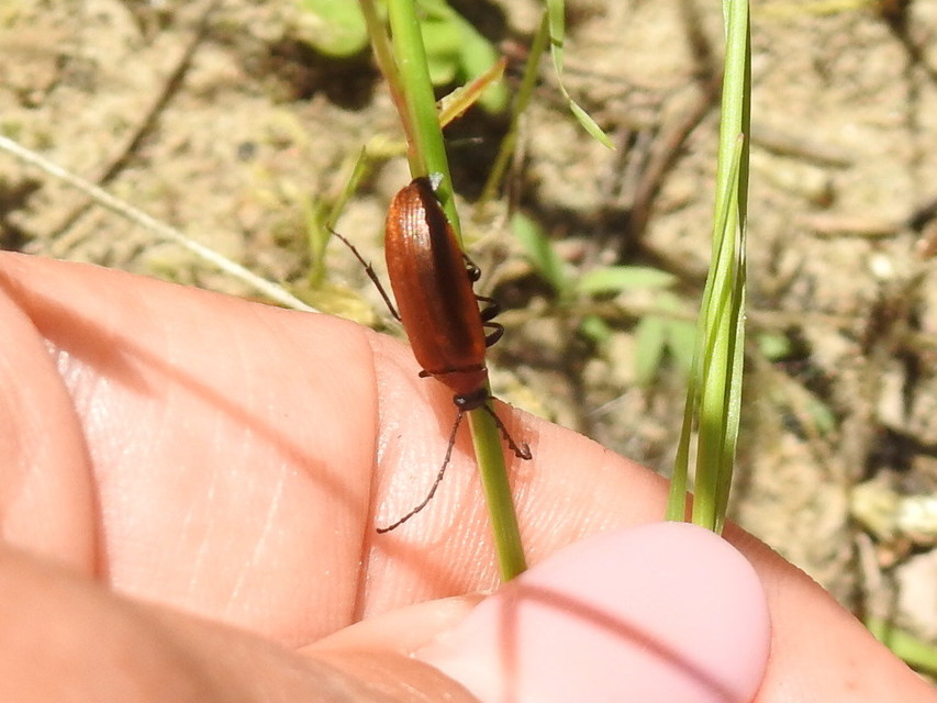 Pseudocistela ceramboides - narancssárga alkonybogár
