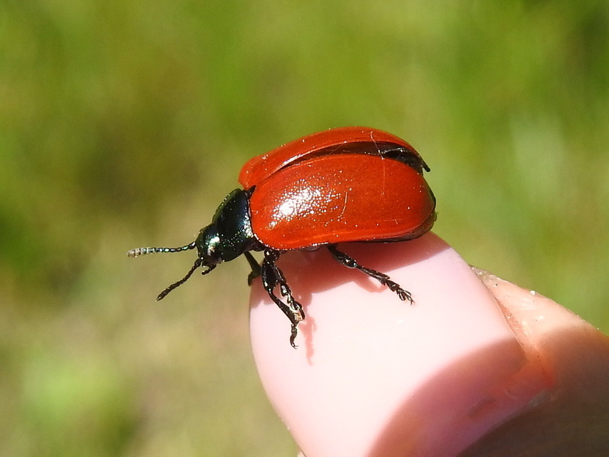 Chrysomela populi - nagy nyárlevelész Chrysomela populi - nagy nyárlevelész