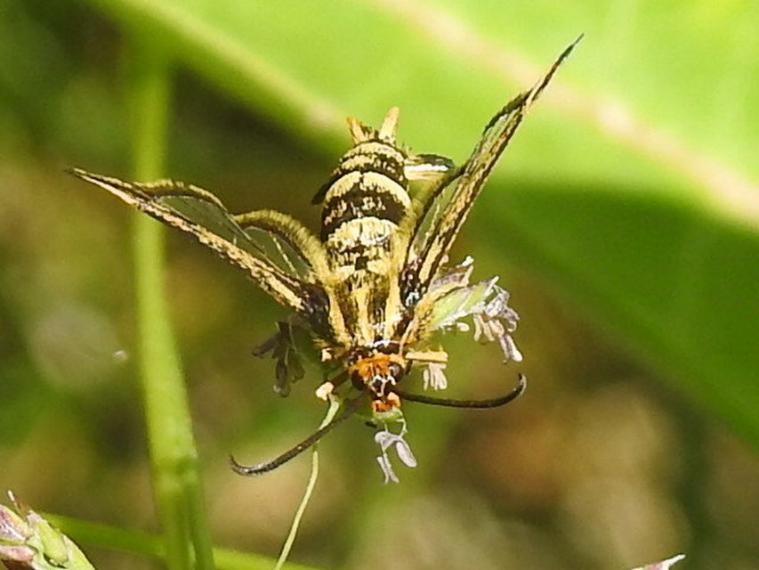Sesiidae - szitkárfélék
