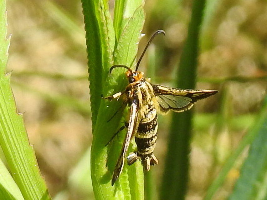 Sesiidae - szitkárfélék