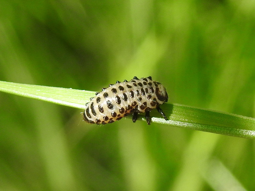Chrysomela populi - nagy nyárlevelész Chrysomela populi - nagy nyárlevelész