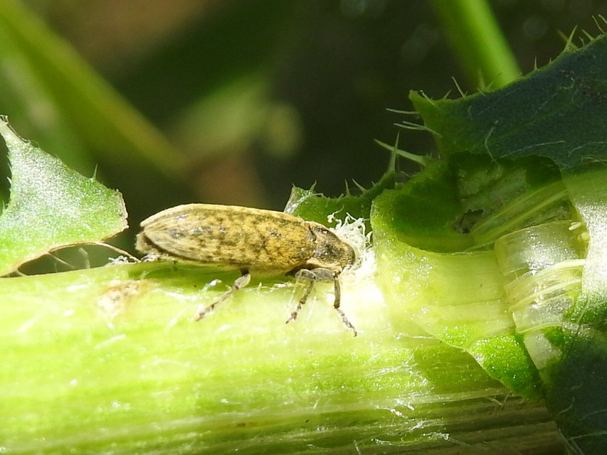 Lixus cardui/filiformis