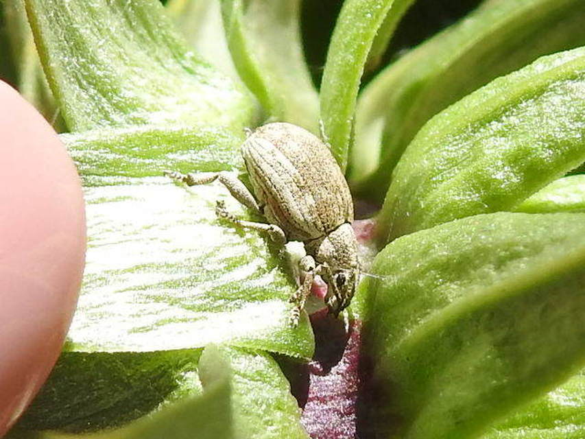 Peritelus familiaris - nagy kendermagbogár