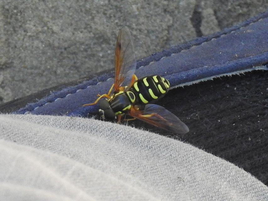 Chrysotoxum