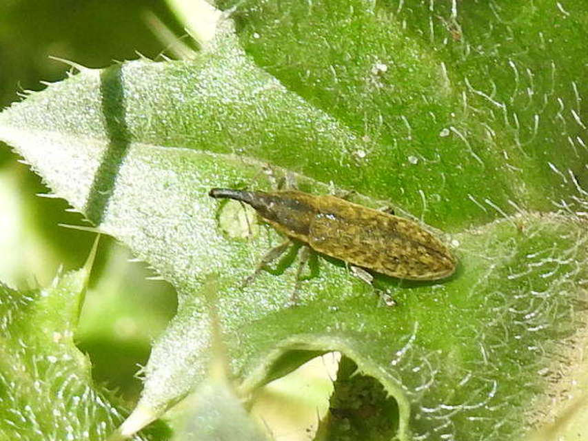 Lixus cardui/filiformis