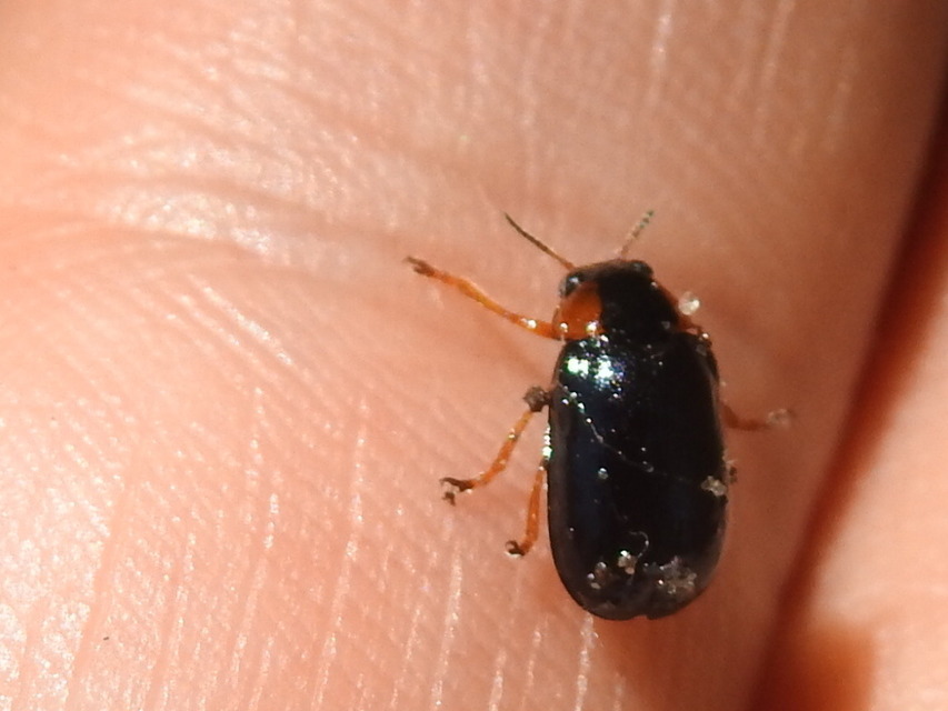 Smaragdina