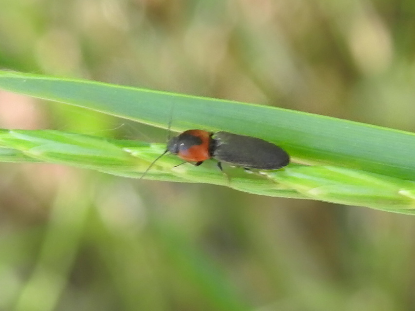 Cardiophorus discicollis - korongfoltos szívespattanó